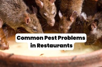 The 5 Most Common Pests in Louisiana Restaurants