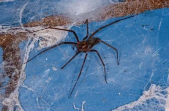 Wolf Spider NC Identification | Wolf Spider Types & Bites