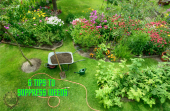 6 Tips on How to Finally Suppress the Growth of Weeds