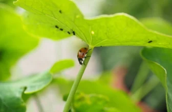 8 Surprising North Carolina Bugs