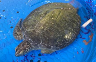 Sea Turtle Hospital Patient – Oceanus