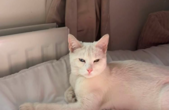 PEARL