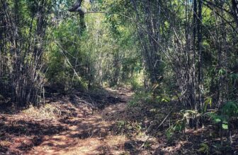 Pench Tiger Trail by Indiahikes: Walking Inside a Tiger Reserve on Foot