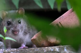 How Does Pest Control Utilize Spatial Risk Modeling to Prioritize Treatment Zones Without Overapplying Products?