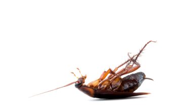 What Building Envelope Performance Factors Influence Long-Term Pest Control Effectiveness in Residential and Commercial Structures?