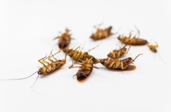 Why Does Pest Control Evaluate Resource Competition Between Pest Species When Developing Comprehensive Treatment Strategies?