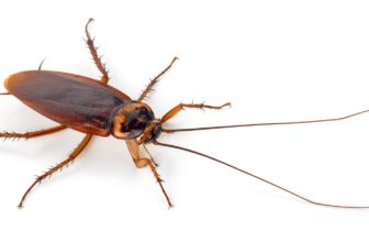 What Predictive Monitoring Techniques Does Pest Control Use to Detect Early Colony Establishment Before Visible Infestation Signs Appear?