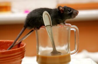 How Does Pest Control Utilize Foraging Network Analysis to Interrupt Pest Movement Before Colonies Become Established Indoors?