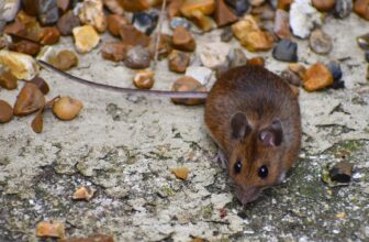 How Does Pest Control Correlate Structural Moisture Dynamics With Pest Activity to Improve Preventive Treatment Planning?