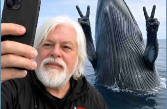 Paul Watson publicity stunt vs. Icelandic whaling so far gets little publicity