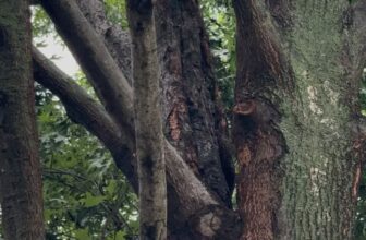Shumard Red Oak Recovery After Lion-Tailing | North Texas Tree Care