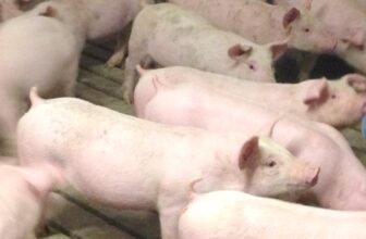 Animal Cruelty is NOT the price to cheap meat