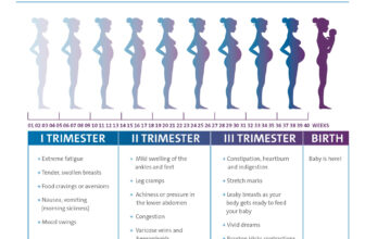 Stages of Pregnancy by Trimester