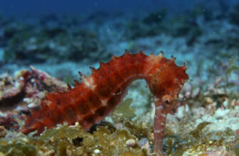 Scuba Diving in the Philippines | Malapascua Island