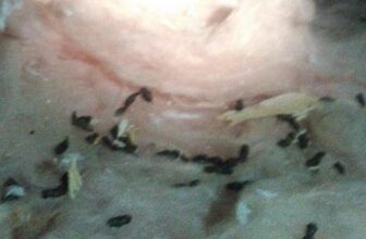 Removal of Animal Droppings in Attic
