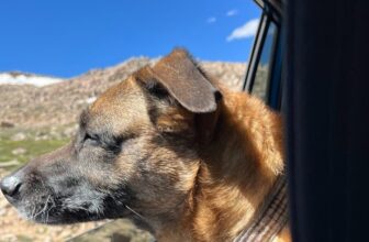 Traveling With Dogs: Tricks and Tips for a Smooth Journey