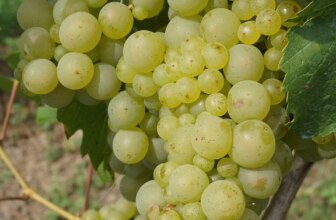 A Tour of Wine Grapes: Riesling — EverWonderWine?