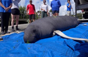 Rescued Manatee Returned to the Wild