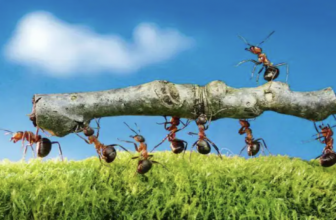 Competition: A Question of Social Structure, Not Human Nature