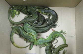Visual Anthropology of Japan – 日本映像人類学: “Mexican man arrested over attempt to smuggle some 200 lizards into Japan”