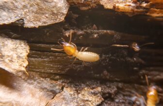 What Monitoring Interval Strategies are Used in Sentricon Systems to Detect Early Subterranean Termite Activity?
