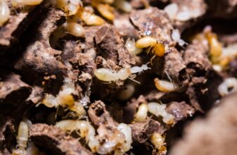 How Does Sentricon Utilize Trophallaxis Behavior to Distribute Colony-Eliminating Compounds Among Termites?