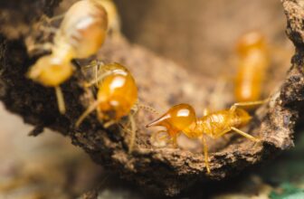 What Soil Interaction Factors Influence Sentricon Station Placement and Long-Term Termite Interception Performance?