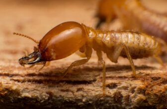 How Does Sentricon Differentiate Between Exploratory Termite Activity and Established Colony Foraging Patterns?
