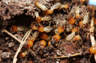 How Does Sentricon Utilize Colony Elimination Dynamics to Disrupt Termite Population Regeneration Cycles?