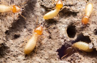 What Colony Succession Indicators Does Sentricon Monitor to Verify Complete Termite Elimination Rather Than Temporary Activity Reduction?