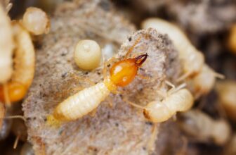 How Does Sentricon Integrate Bait Transfer Mechanisms to Achieve Multi-Generational Colony Suppression?