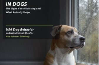 Dog Separation Anxiety: Signs and Solutions | USA Dog Behavior