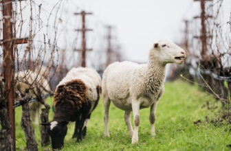 Top California Winery Releases Cool Climate Chardonnay And Pinot Noir Wines