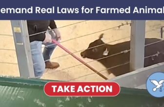 Demand Real Farmed Animal Protection Laws
