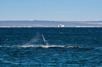 Adult and newborn whales found dead off South Africa’s coast