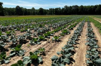 California Specialty Crop Block Grant Program Funding Priorities on State Board AgendaCA Specialty Crop Grants