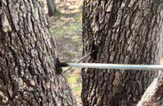 Structural Tree Cabling & Bracing Support | Southlake, Texas