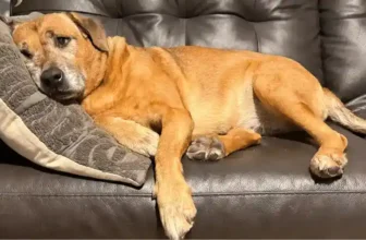Caring for Your Senior Dog
