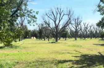 Texas Pecan Tree Drought Damage & Recovery | Pecan Plantation Granbury TX