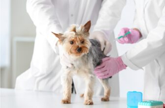 Lyme Vaccine for Small Dogs: What to Know BEFORE