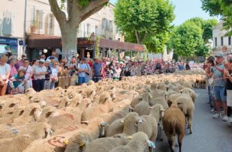 2026 Travel Guide to Saint-Rémy Transhumance Festival