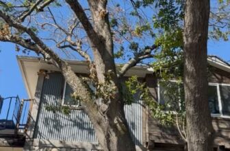 Tree Risk Assessment Shumard Red Oak | Granbury, Texas