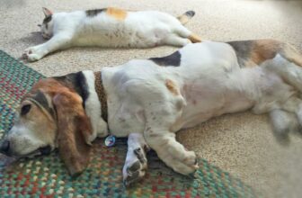 From Cat House to dog house. Cat takes over the dog blog (Part 4