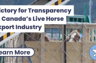 Victory for Transparency in Canada’s Live Horse Export Industry