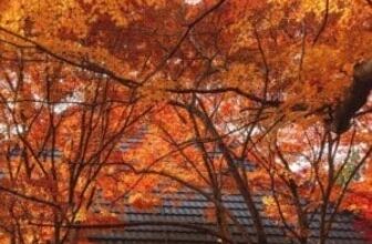 The Best Trees for Fall Colors in Oregon to Plant in Your Yard
