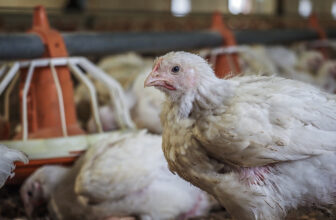 What About Meat Labeled ‘Humane?’