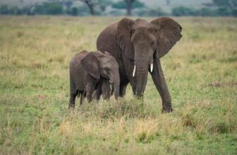 What We Wish We Knew Before Our First Wildlife Safari
