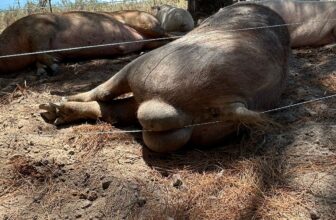 Caption competition – Farmer Angus