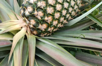 Pineapple Farming in Nigeria: An All-You-Need Guide