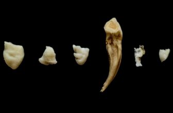 A Horse in the Archive: Notes on Incompleteness in Biometric Infrastructures